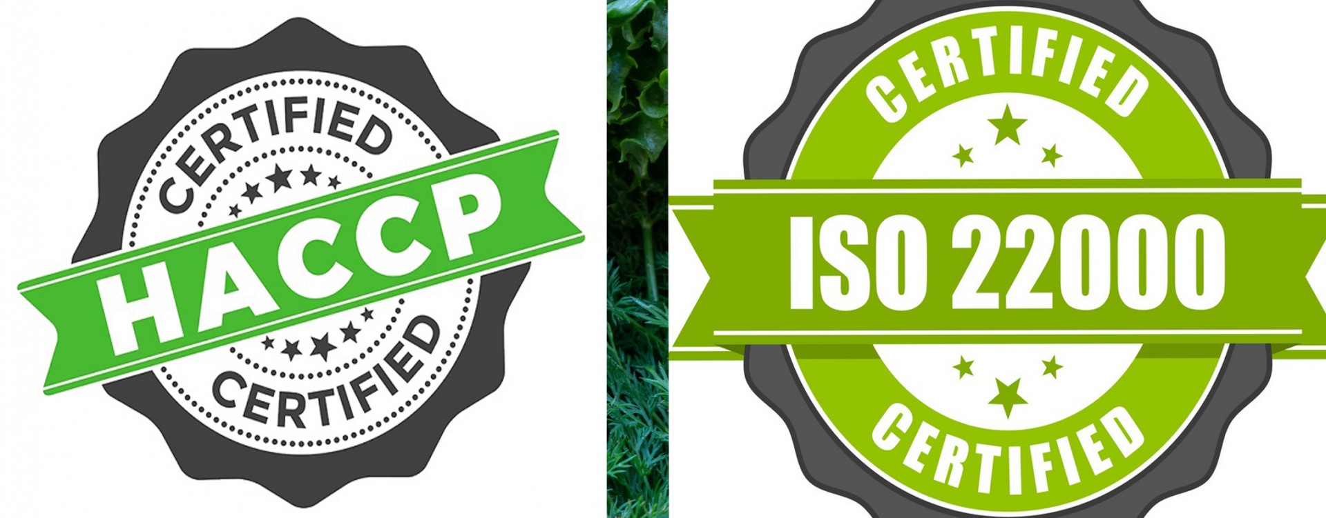 DOANH NGHIỆP NÊN ÁP DỤNG ISO 22000 HAY HACCP